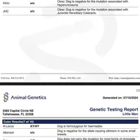 Little Man of Valor, a male French Bulldog for sale in Cullman, AL – Photo 2 of 3