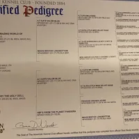 Little Man of Valor, a male French Bulldog for sale in Cullman, AL – Photo 3 of 3