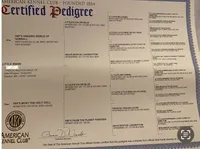 Little Man of Valor, a male French Bulldog for sale in Cullman, AL – Photo 3 of 3