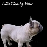Little Man of Valor, a male French Bulldog for sale in Cullman, AL – Photo 1 of 3