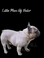 Little Man of Valor, a male French Bulldog for sale in Cullman, AL – Photo 1 of 3