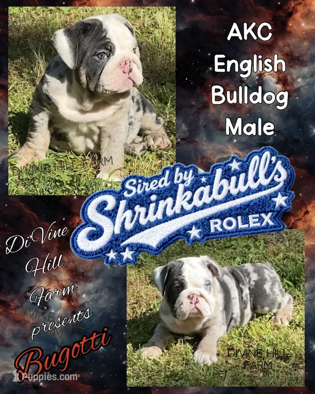Bugotti (SHRINKABULL Son) – English Bulldog puppy for sale in Cullman, AL