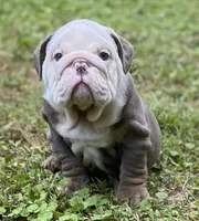 Benz (SHRINKABULL Son), a male English Bulldog for sale in Cullman, AL – 6 of 10