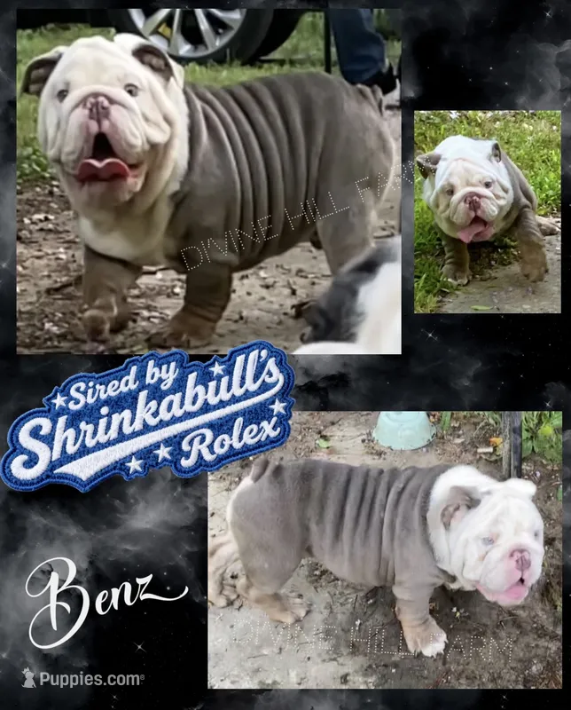 Benz (SHRINKABULL Son) – English Bulldog puppy for sale in Cullman, AL