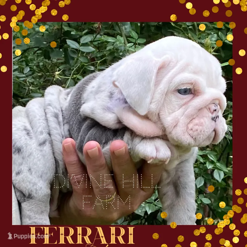 Ferrari (SHRINKABULL Son) – English Bulldog puppy for sale in Cullman, AL