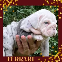 Ferrari (SHRINKABULL Son), a male English Bulldog for sale in Cullman, AL – 7 of 10
