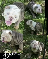 Benz (SHRINKABULL Son), a male English Bulldog for sale in Cullman, AL – 6 of 10