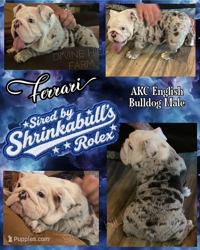 Ferrari (SHRINKABULL Son) – English Bulldog puppy for sale in Cullman, AL