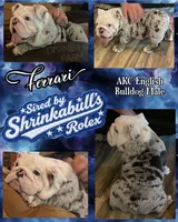 Ferrari (SHRINKABULL Son), a male English Bulldog for sale in Cullman, AL – 3 of 10