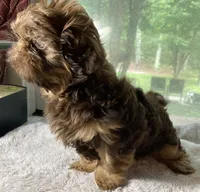 Reese, a male Shih Tzu for sale in Cullman, AL – 3 of 3