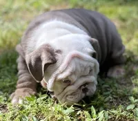 Benz (SHRINKABULL Son), a male English Bulldog for sale in Cullman, AL – 5 of 10