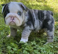 Bugotti (SHRINKABULL Son), a male English Bulldog for sale in Cullman, AL – 2 of 7