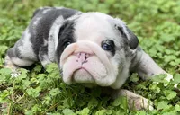 Bugotti (SHRINKABULL Son), a male English Bulldog for sale in Cullman, AL – 3 of 7