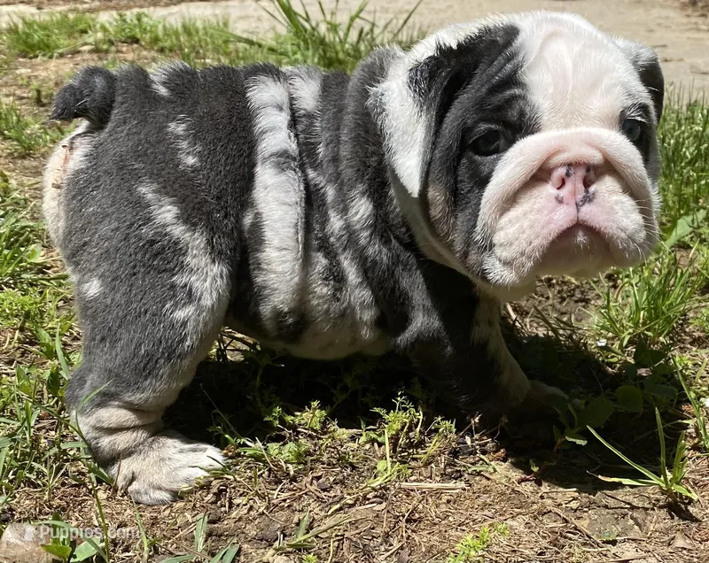 Bugotti (SHRINKABULL Son) – English Bulldog puppy for sale in Cullman, AL