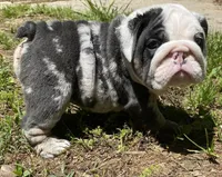 Bugotti (SHRINKABULL Son), a male English Bulldog for sale in Cullman, AL – 6 of 7