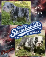 Bugotti (SHRINKABULL Son), a male English Bulldog for sale in Cullman, AL – 1 of 7