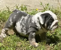 Bugotti (SHRINKABULL Son), a male English Bulldog for sale in Cullman, AL – 5 of 7