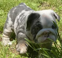 Bugotti (SHRINKABULL Son), a male English Bulldog for sale in Cullman, AL – 4 of 7