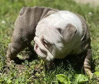 Benz (SHRINKABULL Son), a male English Bulldog for sale in Cullman, AL – 3 of 4