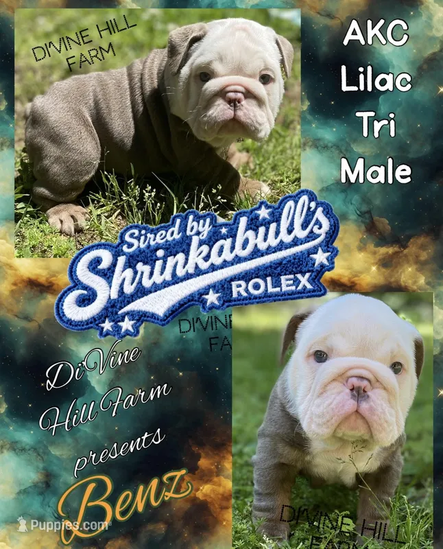 Benz (SHRINKABULL Son) – English Bulldog puppy for sale in Cullman, AL