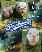 Benz (SHRINKABULL Son), a male English Bulldog for sale in Cullman, AL – 1 of 4