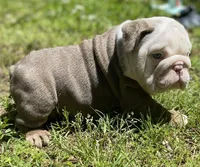Benz (SHRINKABULL Son), a male English Bulldog for sale in Cullman, AL – 2 of 4