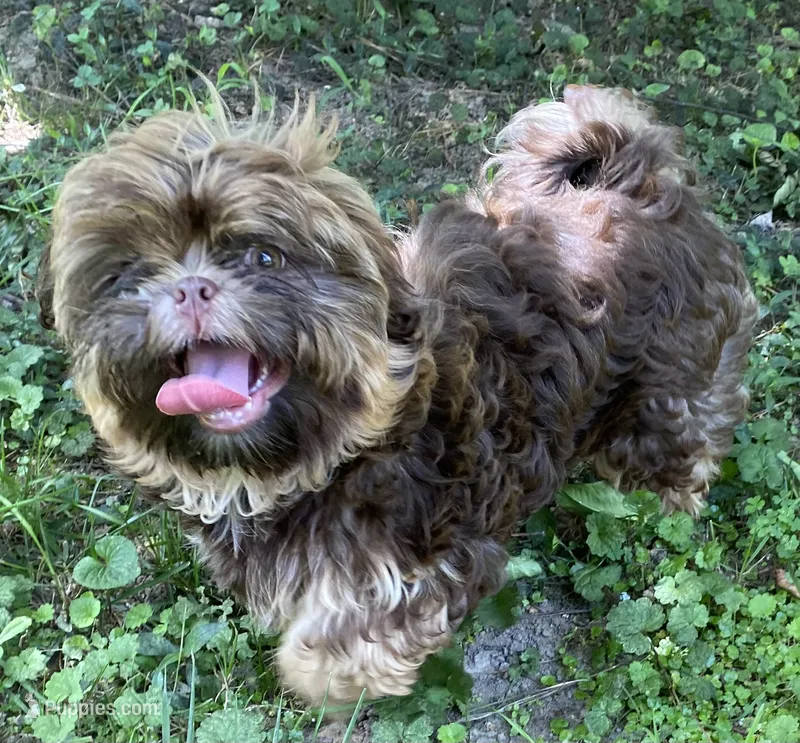 Reese – Shih Tzu puppy for sale in Cullman, AL