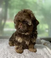Reese, a male Shih Tzu for sale in Cullman, AL – 2 of 3