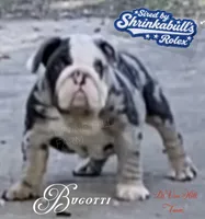 Bugotti (SHRINKABULL Son), a male English Bulldog for sale in Cullman, AL – 4 of 10