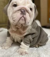 Bentley (SHRINKABULL Son), a male English Bulldog for sale in Cullman, AL – 9 of 10