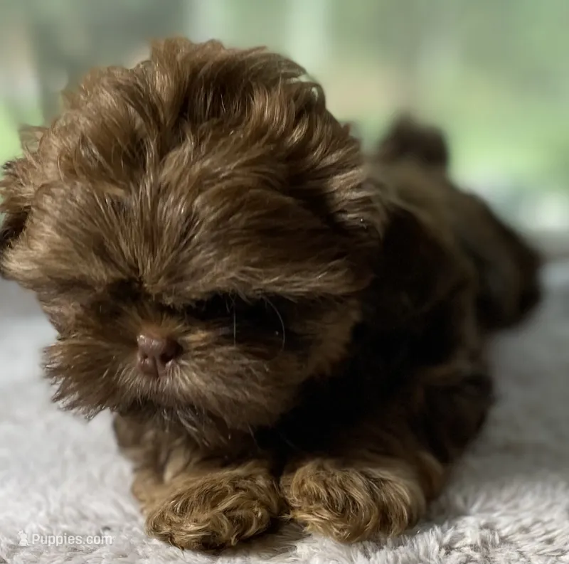 Reese – Shih Tzu puppy for sale in Cullman, AL
