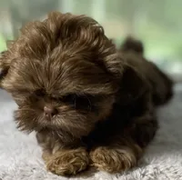 Reese, a male Shih Tzu for sale in Cullman, AL – 1 of 3