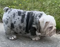 Ferrari (SHRINKABULL Son), a male English Bulldog for sale in Cullman, AL – 4 of 10
