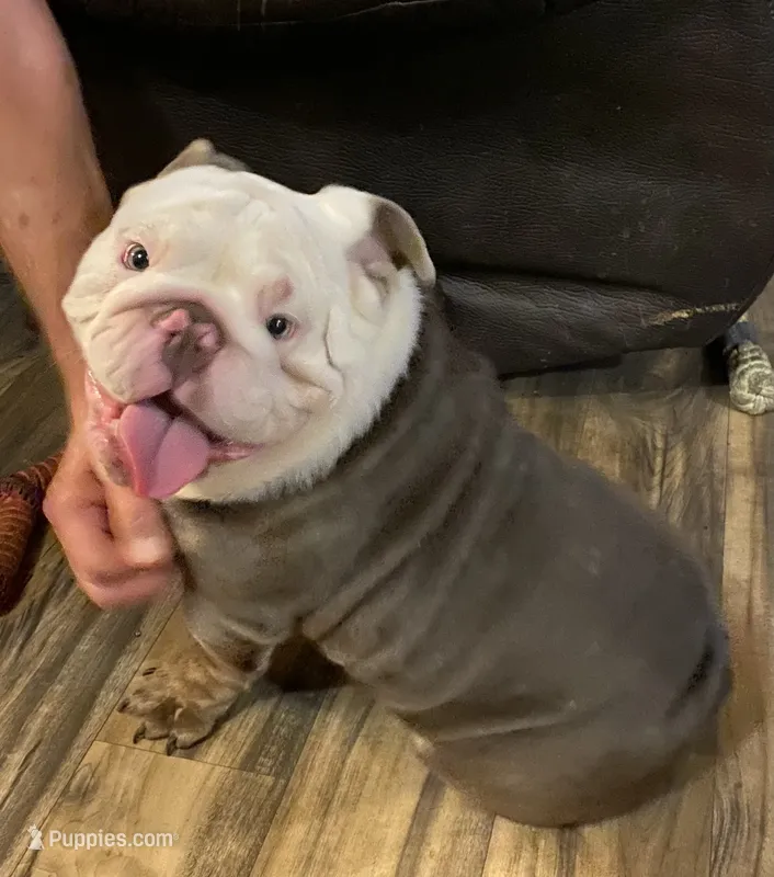 Benz (SHRINKABULL Son) – English Bulldog puppy for sale in Cullman, AL
