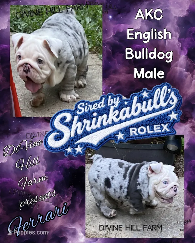Ferrari (SHRINKABULL Son) – English Bulldog puppy for sale in Cullman, AL