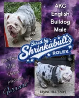 Ferrari (SHRINKABULL Son), a male English Bulldog for sale in Cullman, AL – 1 of 10