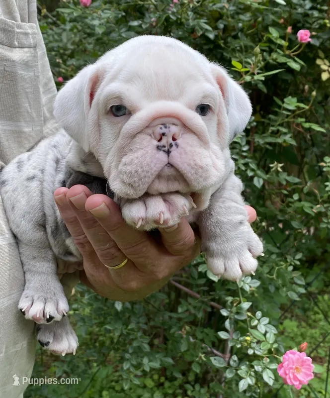 Ferrari (SHRINKABULL Son) – English Bulldog puppy for sale in Cullman, AL