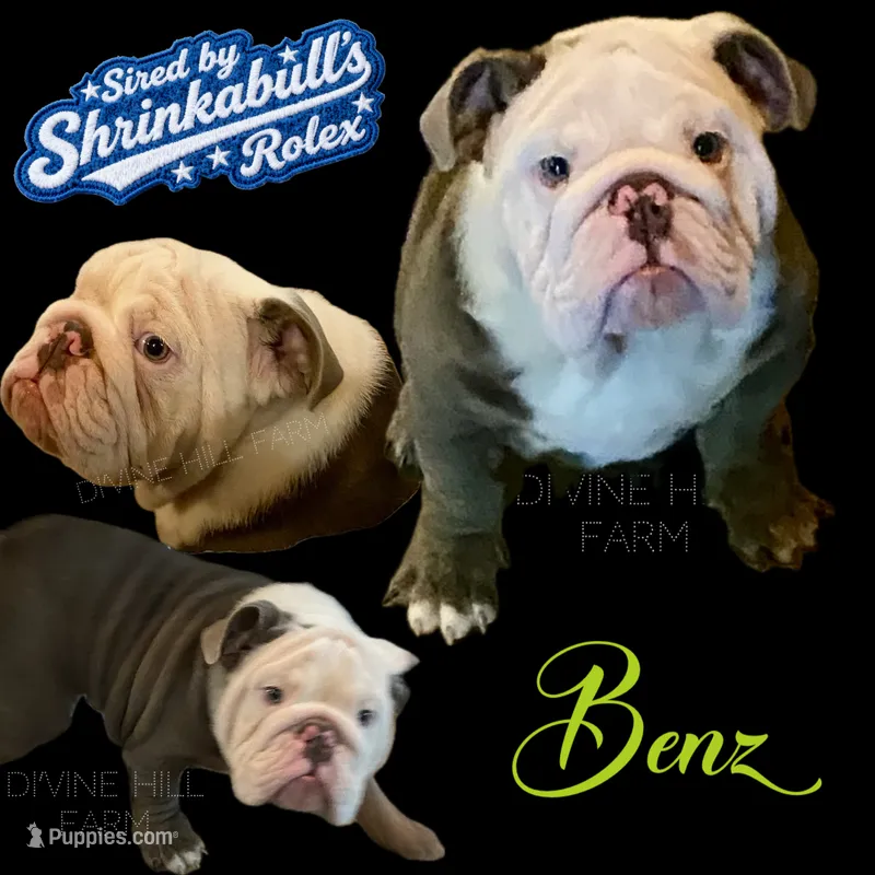 Benz (SHRINKABULL Son) – English Bulldog puppy for sale in Cullman, AL