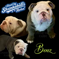 Benz (SHRINKABULL Son), a male English Bulldog for sale in Cullman, AL – 1 of 10