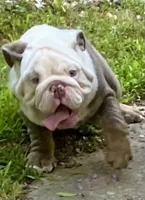 Benz (SHRINKABULL Son), a male English Bulldog for sale in Cullman, AL – 5 of 10