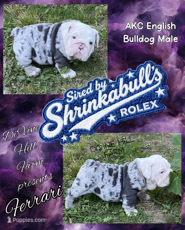 Ferrari (SHRINKABULL Son) – English Bulldog puppy on hold in Cullman, AL