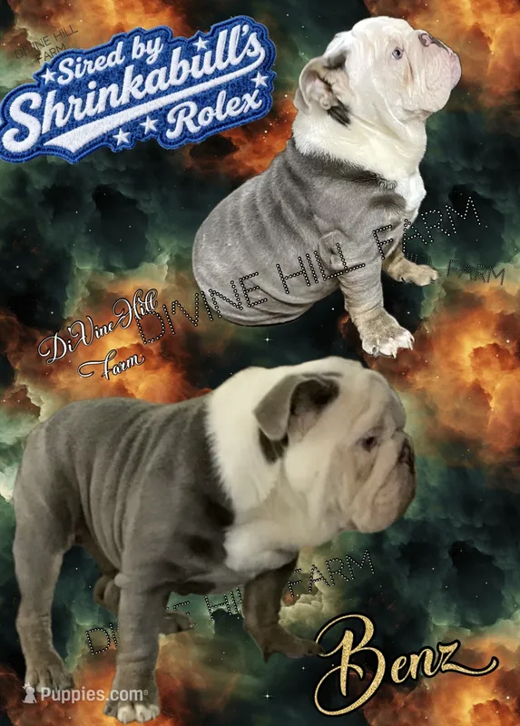 Benz (SHRINKABULL Son) – English Bulldog puppy for sale in Cullman, AL