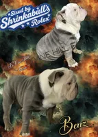 Benz (SHRINKABULL Son), a male English Bulldog for sale in Cullman, AL – 2 of 9