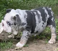 Bugotti (SHRINKABULL Son), a male English Bulldog for sale in Cullman, AL – 2 of 10