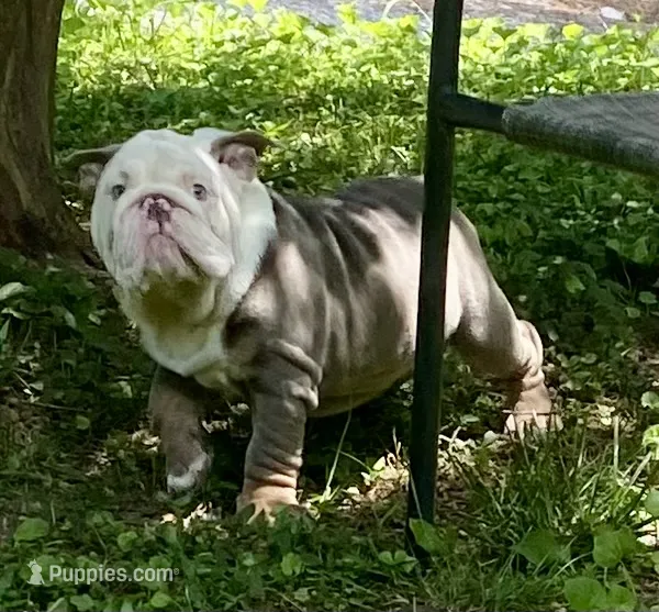 Benz (SHRINKABULL Son) – English Bulldog puppy for sale in Cullman, AL