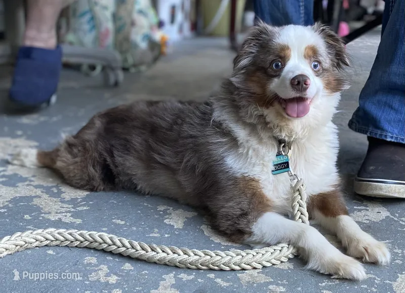 Ziggy Merley, a male Toy Australian Shepherd for sale in Cullman, AL – Photo 1 of 2