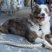 Ziggy Merley, a male Toy Australian Shepherd for sale in Cullman, AL – Photo 1 of 2
