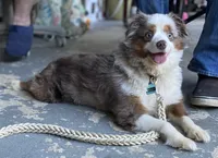 Ziggy Merley, a male Toy Australian Shepherd for sale in Cullman, AL – Photo 1 of 2