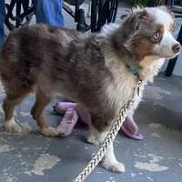 Ziggy Merley, a male Toy Australian Shepherd for sale in Cullman, AL – Photo 2 of 2