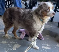 Ziggy Merley, a male Toy Australian Shepherd for sale in Cullman, AL – Photo 2 of 2